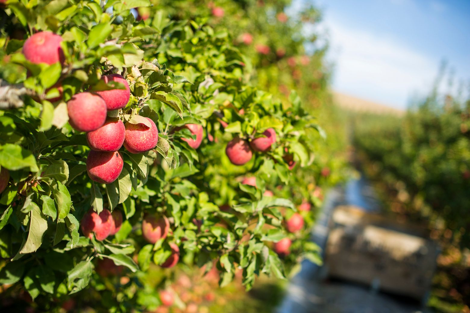 Tis the Season For Fresh Picked Apples!