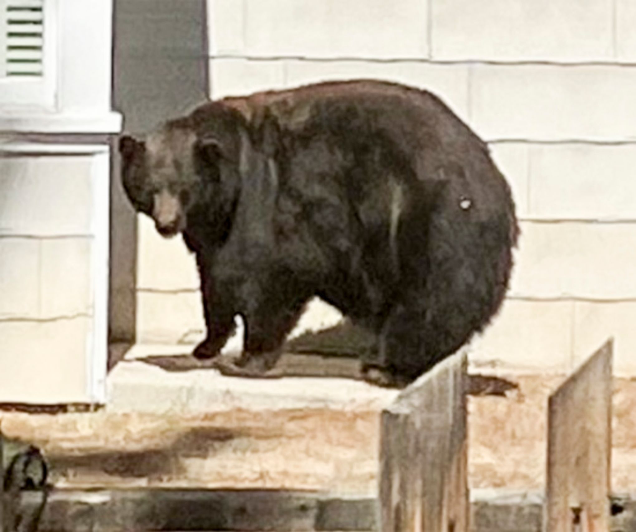 Hank the Tank, a 400-pound bear behind Lake Tahoe break-ins, is