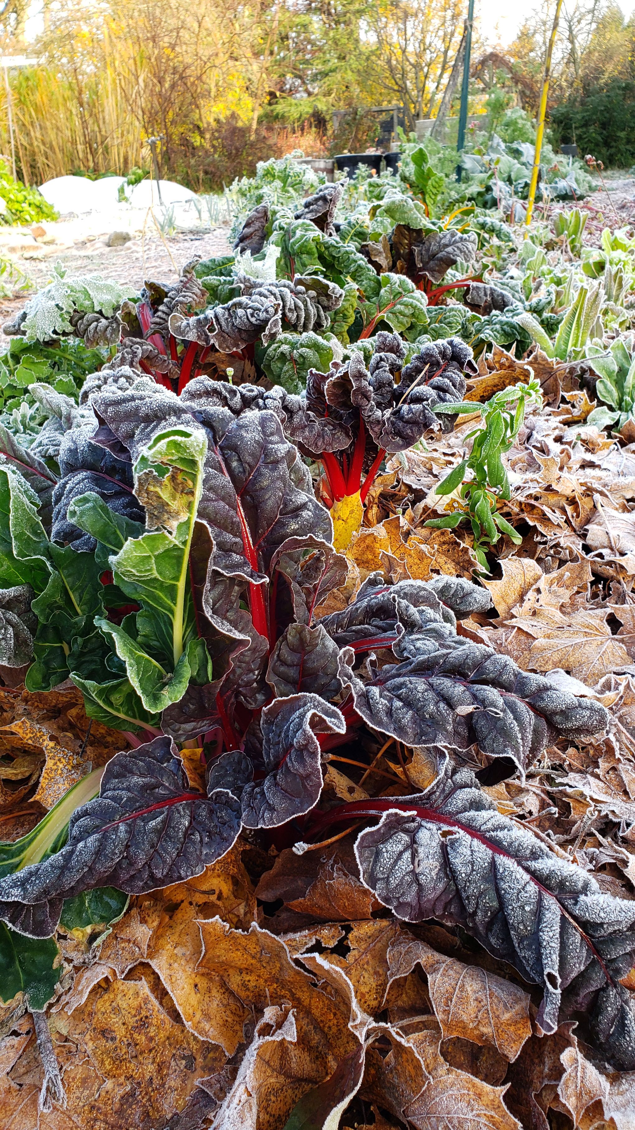 9 Vegetables To Plant in Winter