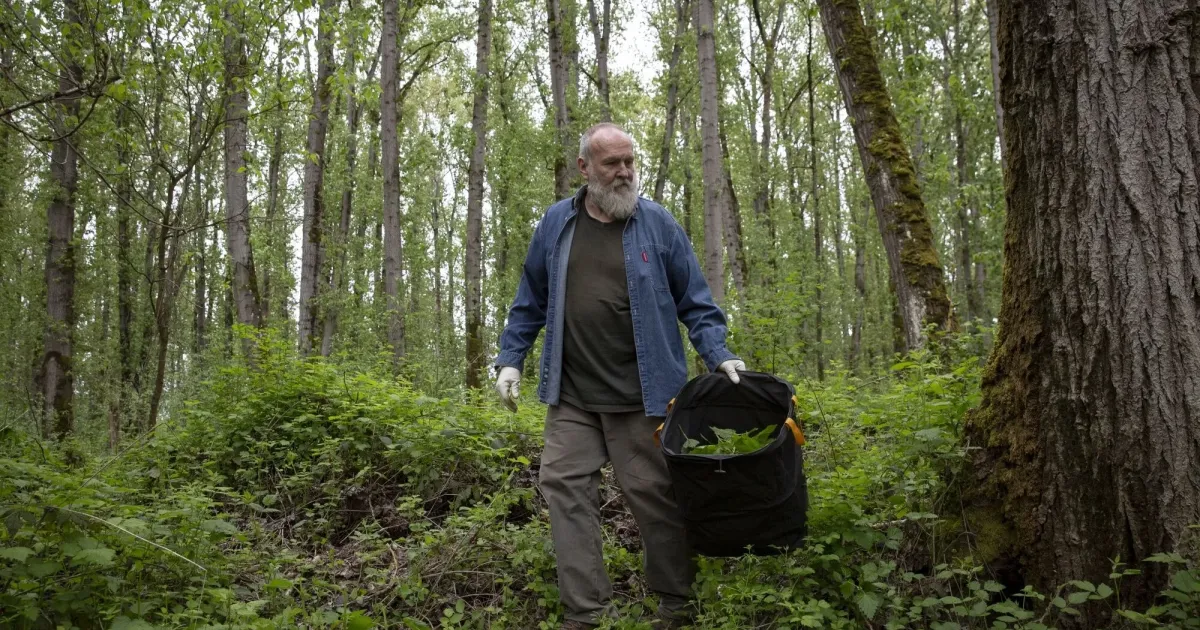 Here’s how one person makes a living foraging mushrooms The Seattle Times