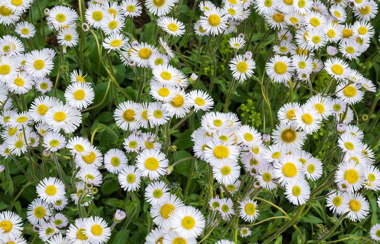 Robin’s plantain (Erigeron pulchellus) is one of Phyto Studio’s choices for using in perennial mixes because of its spring bloom and appeal to pollinators. (Rob Cardillo/The New York Times)
