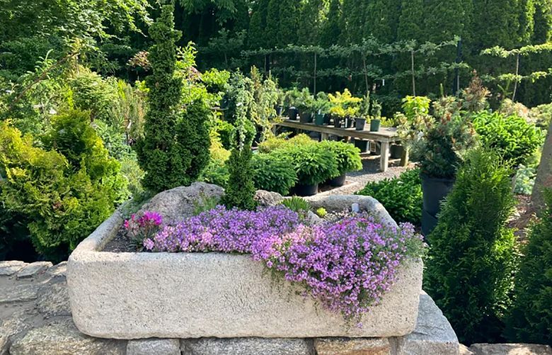 On a wall at Oliver Nurseries, in Fairfield, Conn., the hard edge of a hypertufa trough is softened by creeping thyme, contrasting with the upright element of dwarf conifers. They may not be the showiest thing on the patio, but these miniature landscapes inevitably take center stage. (Lori Chips via The New York Times)