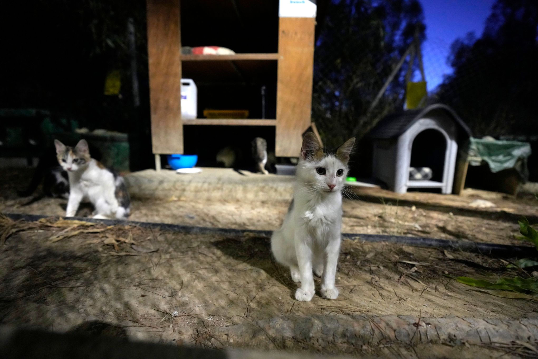 Viral video game allows users to experience the life of a stray cat