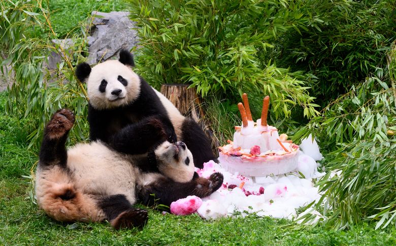 Germany-born pandas celebrate their 4th birthday ahead of expected trip to  China