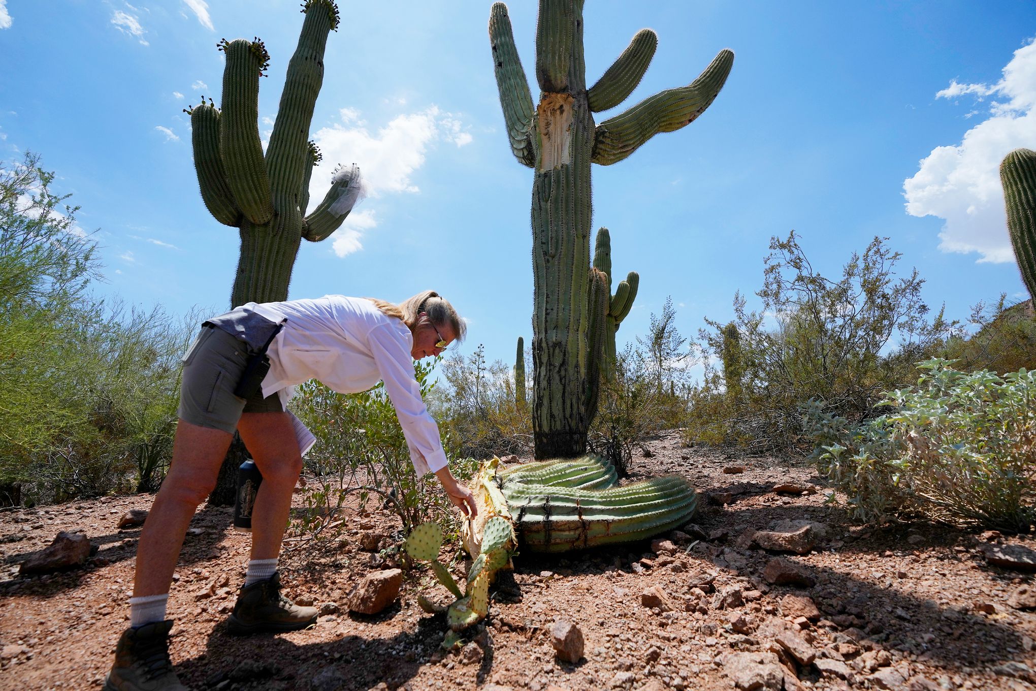 The extreme heat in Phoenix is withering some of its famed saguaro