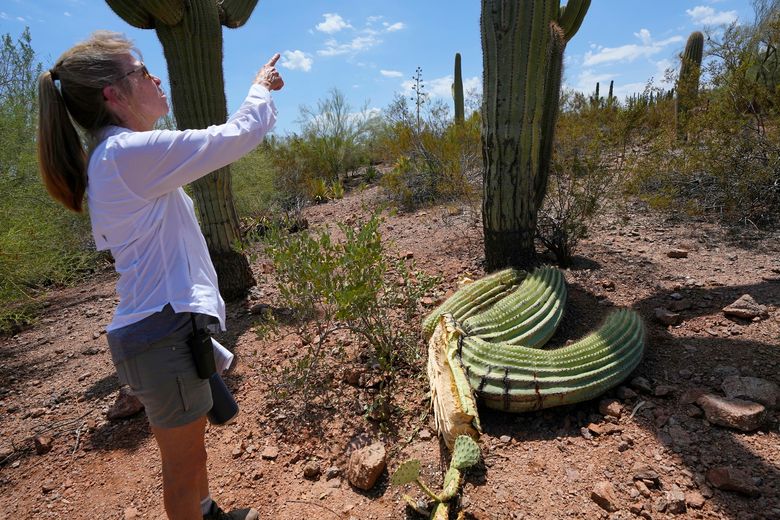 The extreme heat in Phoenix is withering some of its famed saguaro  cactuses, with no end in sight