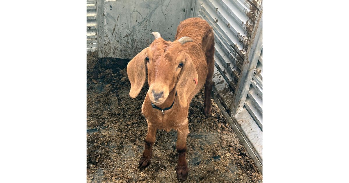 Missing Goat Willy the Texas rodeo goat, on the lam for weeks, has been found safe ...