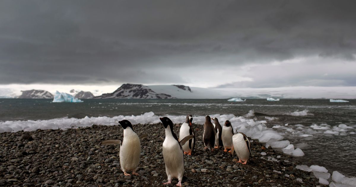 Even frozen Antarctica is being walloped by climate extremes, scientists find