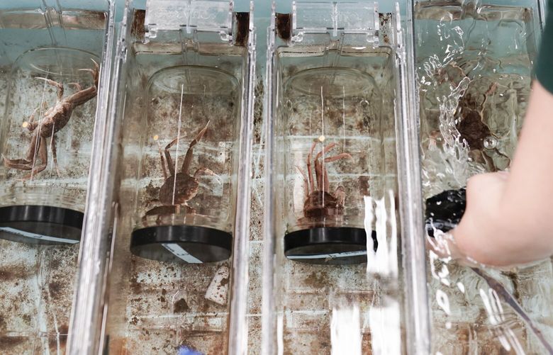 Shelby Bacus, a graduate student at the University of Alaska-Fairbanks, pulls a jar with a live snow crab inside out of a water tank as she conducts an experiment, Thursday, June 22, 2023, at the Kodiak Fisheries Science Center in Kodiak, Alaska. Researchers are scrambling to understand crabs’ collapse, with seas warmed by climate change as one theory. (AP Photo/Joshua A. Bickel) CLI906 CLI906