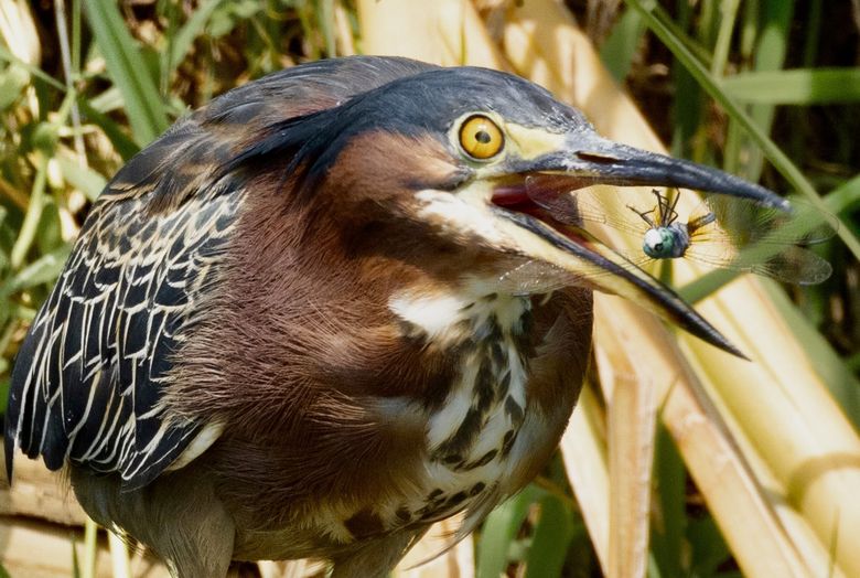 Birds of prey to fly into Discovery Green