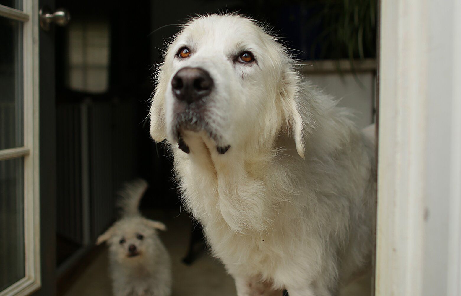 The Heroic Dog That Saved a Family From a Fire