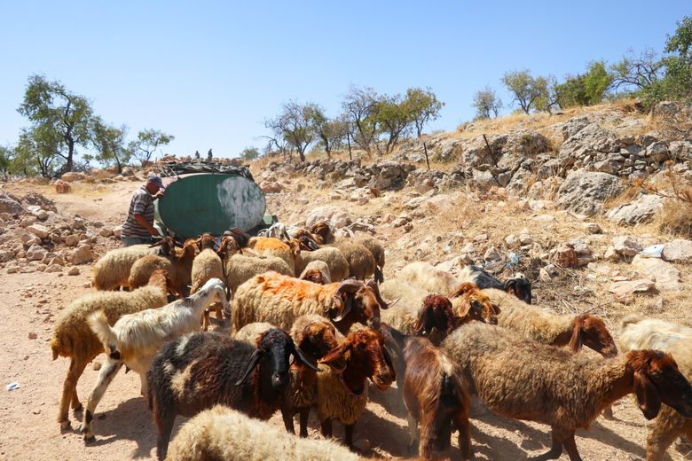 In the Palestinian village of  Al Mughayyir, goats return after being chased from their grazing area.  (Courtesy of Alice Rothchild)