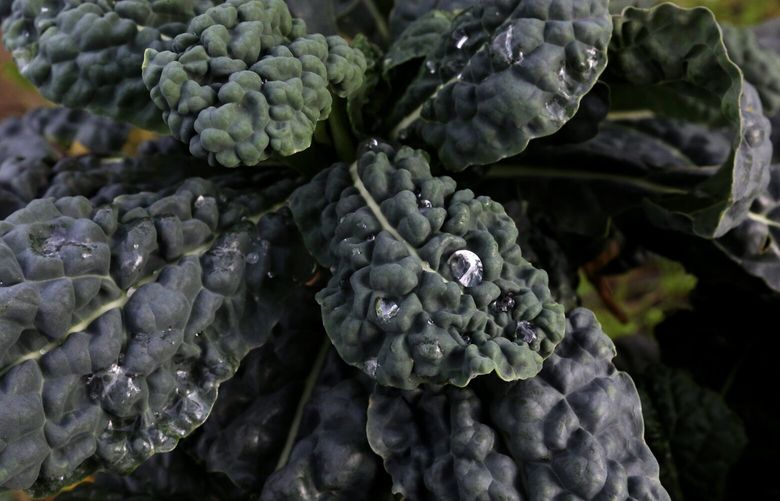 Dino kale, rich in vitamins, is also known as lacinato or black kale.


Northwest Wanderings.   
Oxbow Farm, organic farming of dino kale, and more, on Tuesday Nov. 15, 2016