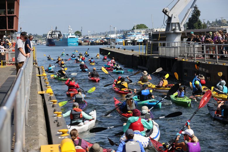 Kayakers participating in the fifth annual Seattle Big Paddle during Memorial Day weekend exit the small lock into the Ship Canal at the Ballard Locks. The event, hosted by the NW Kayaking Facebook group, attracted 84 kayakers in the morning.  (Karen Ducey / The Seattle Times)