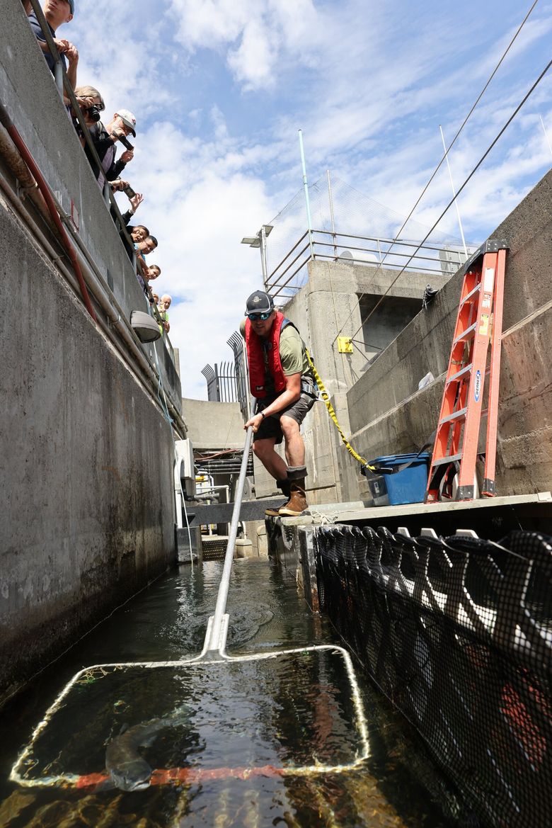 Jesse Nitz, a fisheries biologist with the Muckleshoot Tribe, dips a net into the fish ladder at the Ballard Locks to catch sockeye salmon for a program that transferred approximately 1,650 adult sockeye to Cedar River Hatchery in 2023. The program, called BLAST, is co-managed by the tribe and the Washington Department of Fish &#038; Wildlife. (Karen Ducey / The Seattle Times)