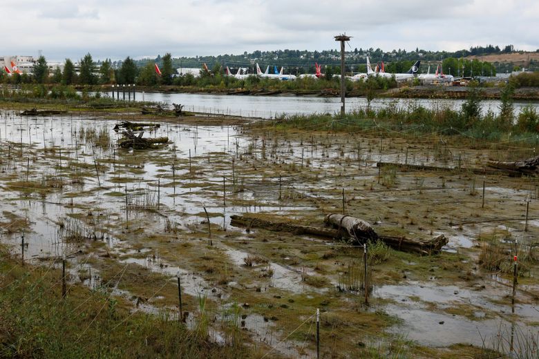 The Duwamish River People’s Park and Shoreline Habitat is the largest urban habitat restoration project on the river. Photographed in the South Park neighborhood of Seattle, Washington on August 7, 2023. 224642 (Kevin Clark / The Seattle Times)