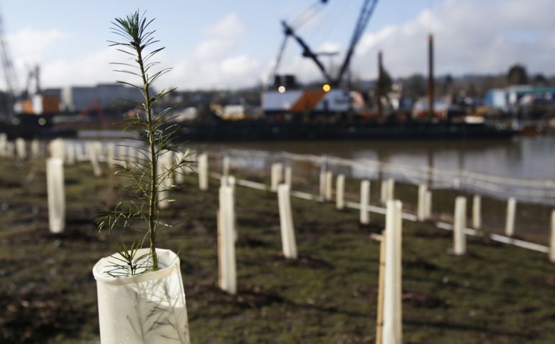 Reclamation work on a Boeing property in 2014 included placing more than 170,000 native plants, such as tufted hairgrass, bulrush, willows, big leaf maple, on 5 acres along the water’s edge. (Alan Berner / The Seattle Times, 2014)