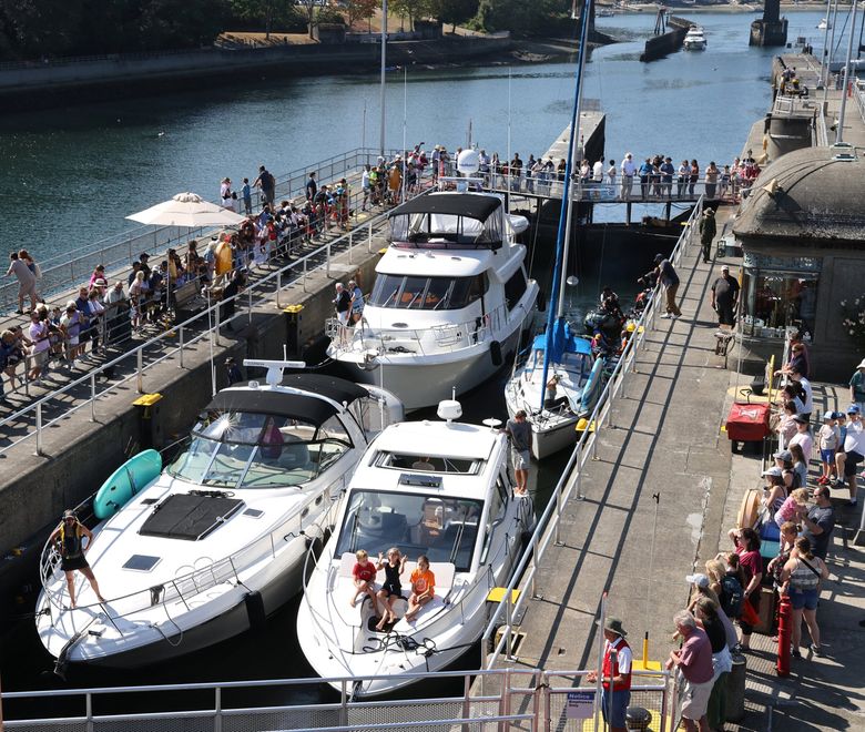 Boaters head through the small lock on a busy Saturday afternoon while a crowd of visitors gathers to watch at the Ballard Locks. (Karen Ducey / The Seattle Times)