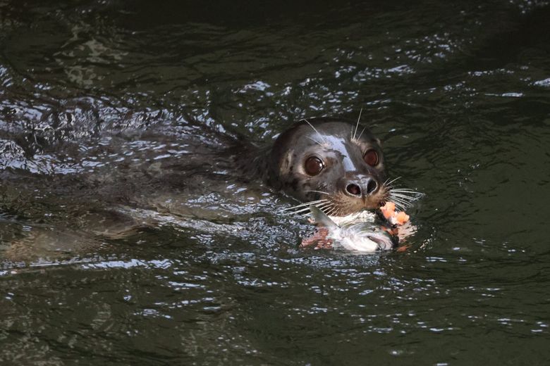 A seal chomps on a salmon it caught in the fish ladder at the Ballard Locks. (Karen Ducey / The Seattle Times)