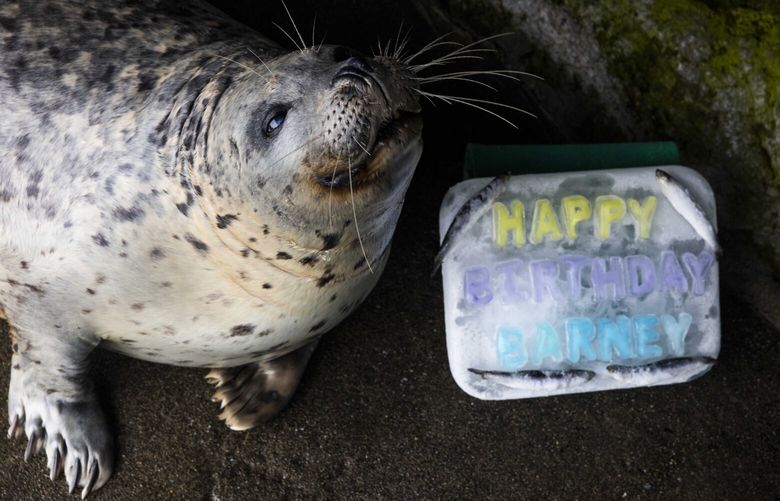 Barney, a harbor seal, smiles for his 38th birthday. Barney, a true Seattlite, celebrated his birthday with his favorite treats like a cake made from ice, capelin, silverside and anchovy. 
——
at the Seattle Aquarium on Tuesday, Sept. 13, 2023.
