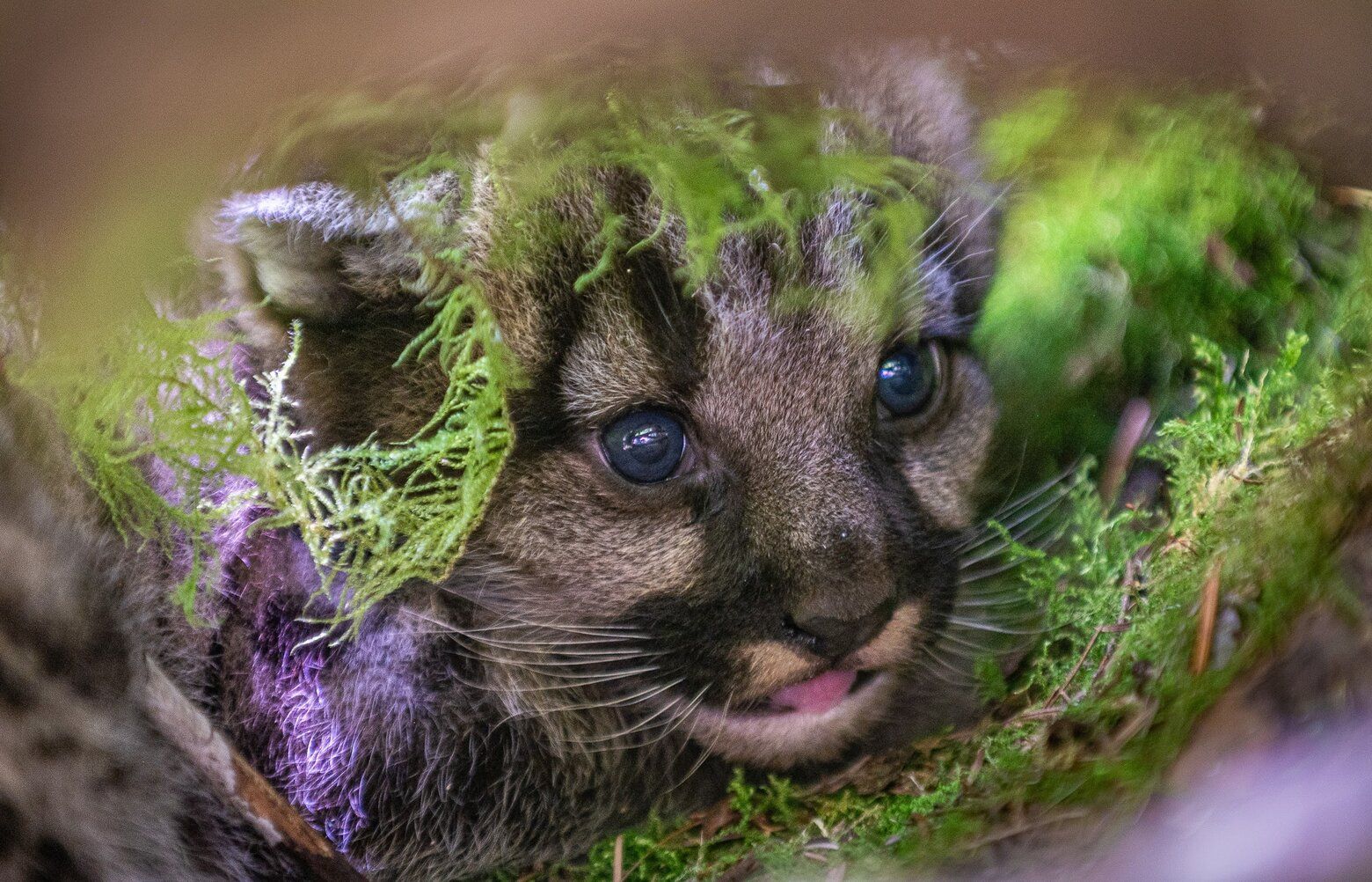 Can WA's Olympic Peninsula cougars coexist with human development?