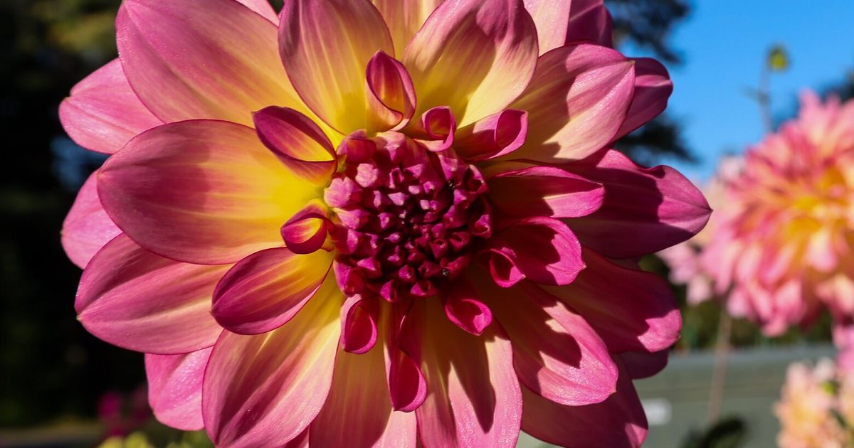晚夏之花：在西雅图地区找到大丽花的地方