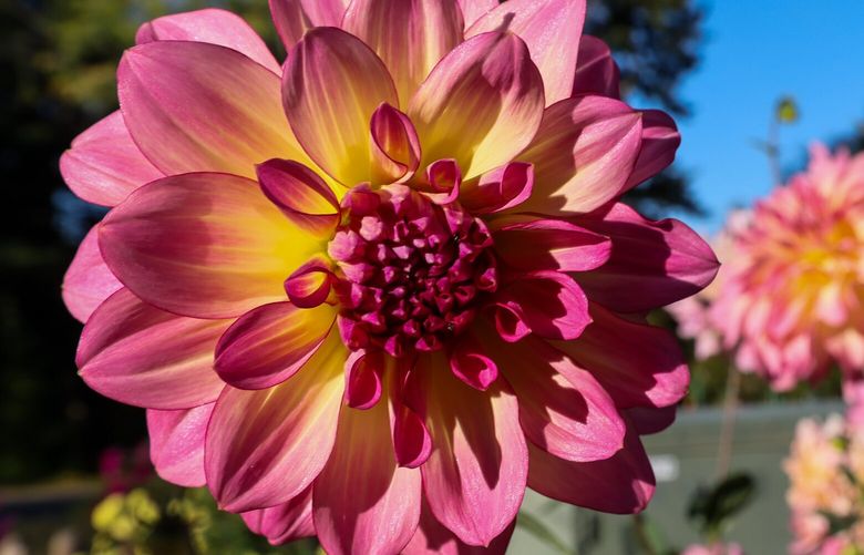 Late summer dahlia blooms Thursday afternoon at  Bellevue Botanical Garden on September 14, 2023. 224972