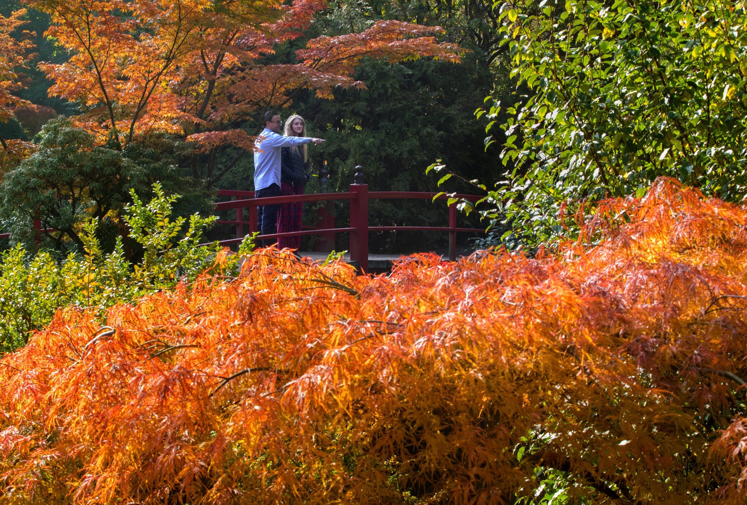 Try 6 fall foliage walks around Seattle | The Seattle Times