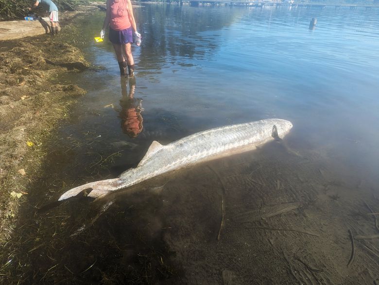 8-foot-long white sturgeon washes up on Lake Washington shore