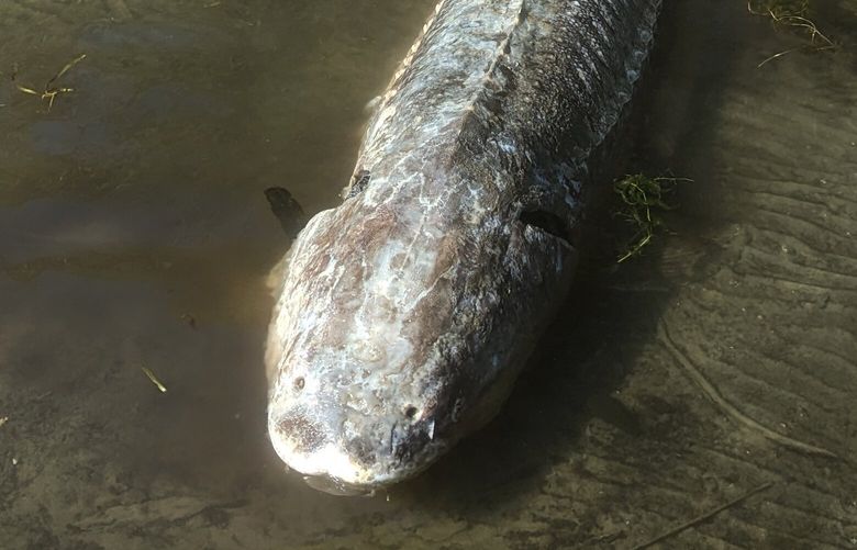 A dead white sturgeon over 8 feet long washed ashore in Kenmore on Sept. 6, presenting scientists a sampling opportunity to study the fish’s Lake Washington population.