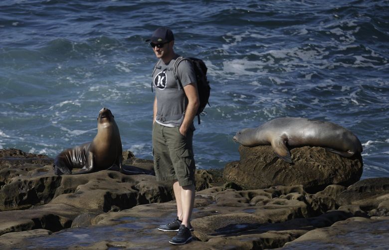 A man poses for a picture with a sea lion  Friday, Sept. 18, 2015, in San Diego. (AP Photo/Gregory Bull)
