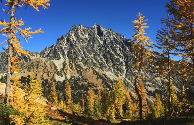 Larch trees are seen decked out in vibrant yellow on the Lake Ingalls trail.