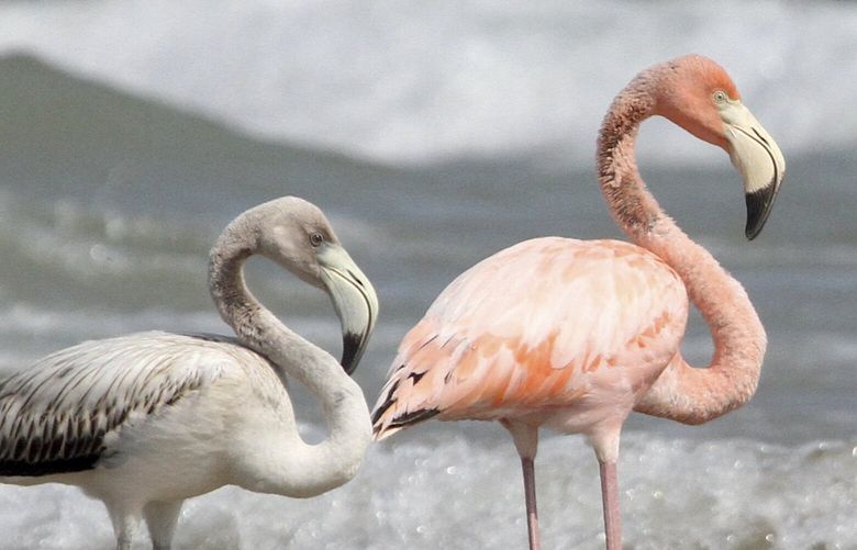 Flamingos stand by the water along a Lake Michigan beach on Friday, Sept. 22, 2023 in Port Washington, Wis.  The American flamingos spotted Friday at the beach, about 25 miles (40 kilometers) north of Milwaukee, marked the first sighting of the species in Wisconsin state history, said Mark Korducki, a member of the Wisconsin Society for Ornithology. (Paul A. Smith /Milwaukee Journal-Sentinel via AP) WIMIL603 WIMIL603