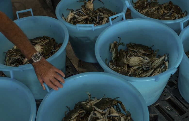 Fisherman Dino Passarella shows the baskets where he placed the 150 kg of blue crabs he caught in Goro, Italy, on Sept. 13, 2023. Goro has made its living of clams, but blue crabs are now invading. (Elisabetta Zavoli/The New York Times)