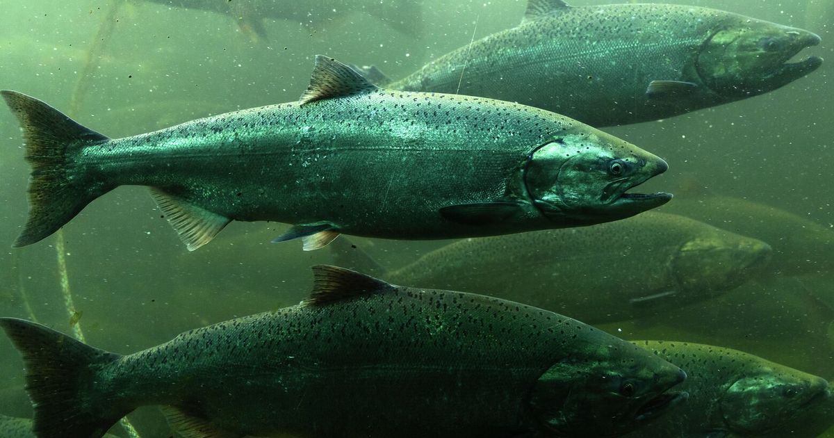 To save WA salmon, choose science, not silver bullets | The Seattle Times