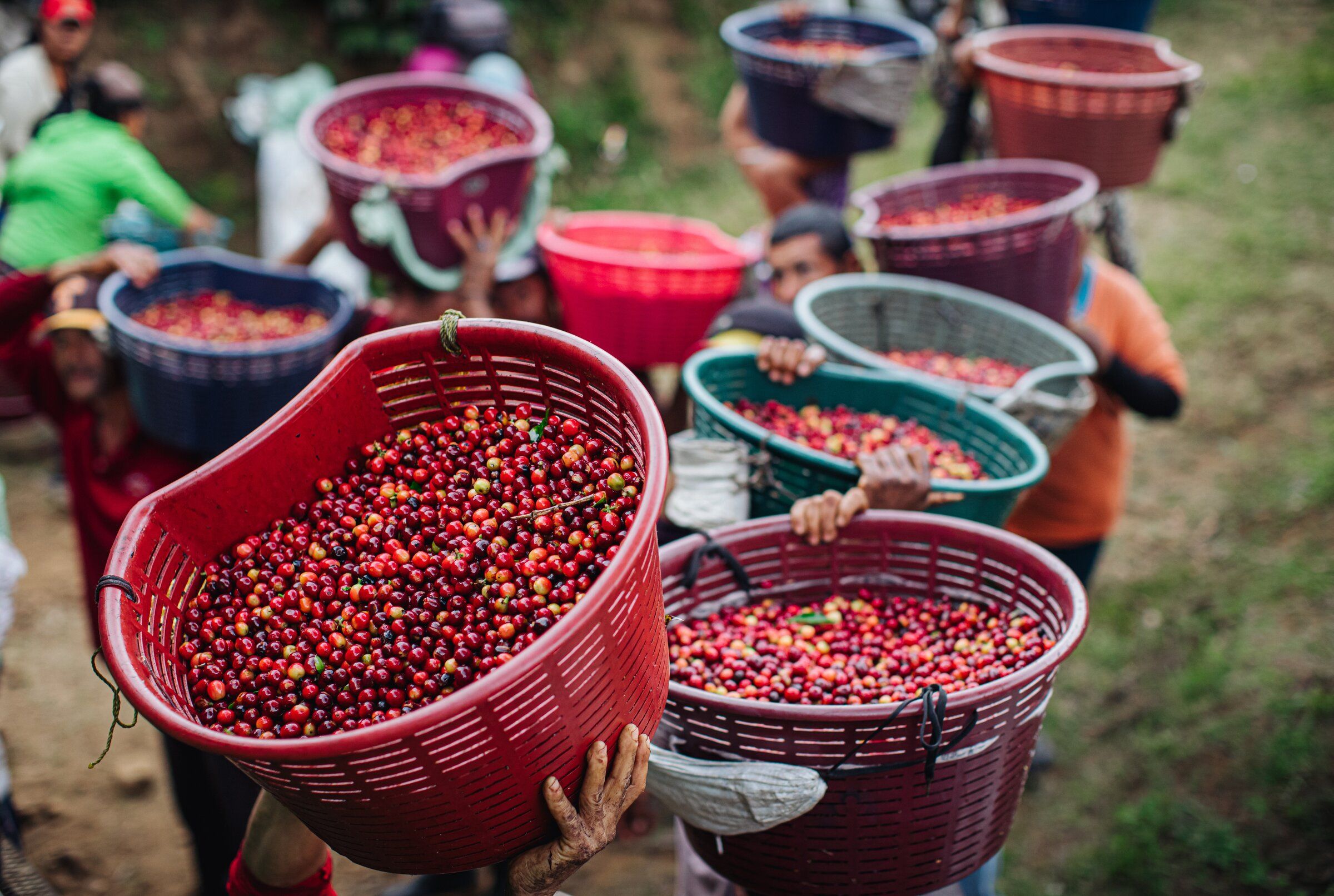 Starbucks aims to protect future of coffee with climate resistant