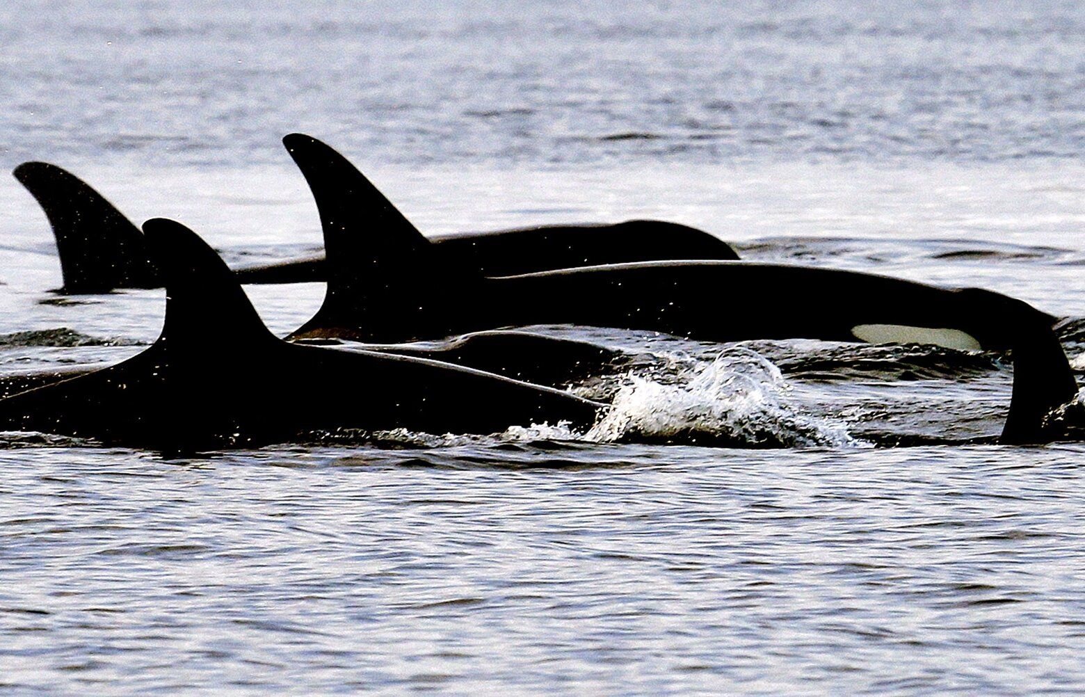 Trawlers accidentally caught 10 orcas off Alaska this year only
