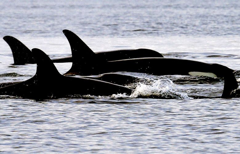 Endangered orcas from the J pod swim in Puget Sound west of Seattle, as seen from a federal research vessel that had been tracking the whales. An aquarium and an engineering firm in Massachusetts are partnering on a project to better protect whales by monitoring them from satellites in space. BX702