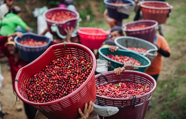 Coffee is harvested on Hacienda Alsacia in Costa Rica on Thursday, Jan 16, 2020.