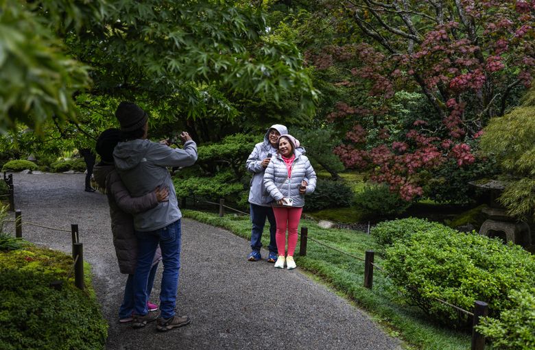 As a gentle rain comes down, Marlon and Haide Uy, visiting from San Diego, are photographed by their friends at the Seattle Japanese Garden, Wednesday, Sept. 27, 2023. (Ken Lambert / The Seattle Times)