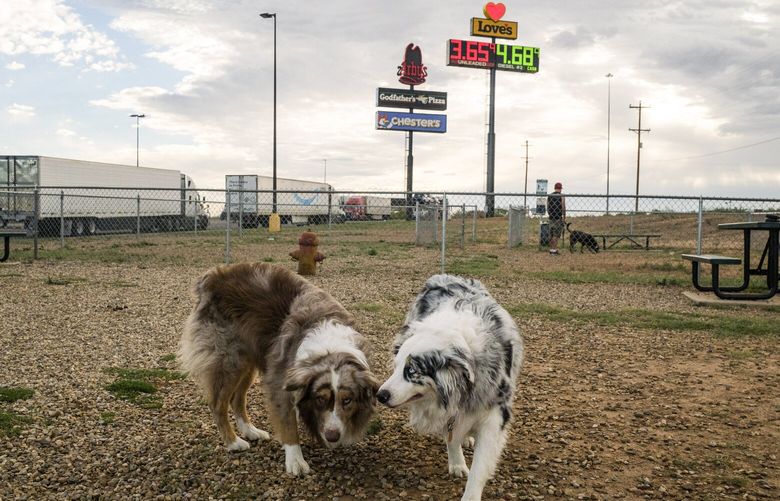 Chevy and Callie take advantage of the dog relief area outside Love’s Travel Stop in Tucumcari, N.M. on Sept. 21, 2023. Highway travel centers are adding amenities like restaurants and dog parks to accommodate the expanded dwell time of electric vehicle owners. (Ramsay de Give/The New York Times) XNYT0452