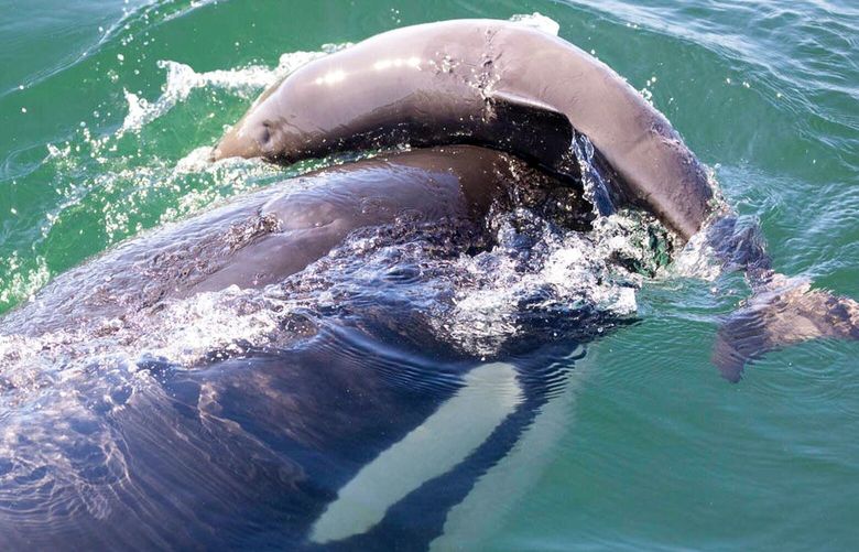 Orca on porpoise harassment caught on film in the Salish Sea.