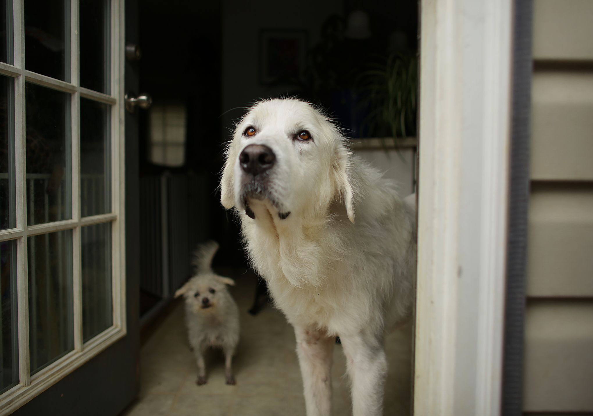 Seattle Mariners Adopt A Club House Dog [Photos]