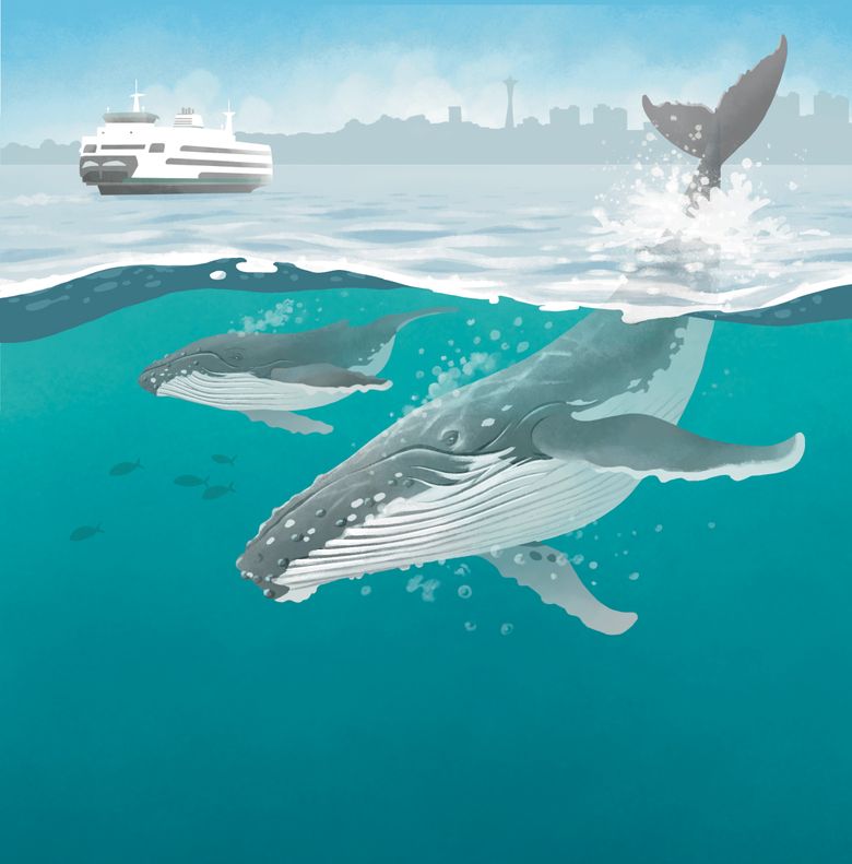 A humpback whale and calf swim beneath the surface of Puget Sound, with a ferry boat and the Seattle skyline in the background. Illustration by Fiona Martin / The Seattle Times.