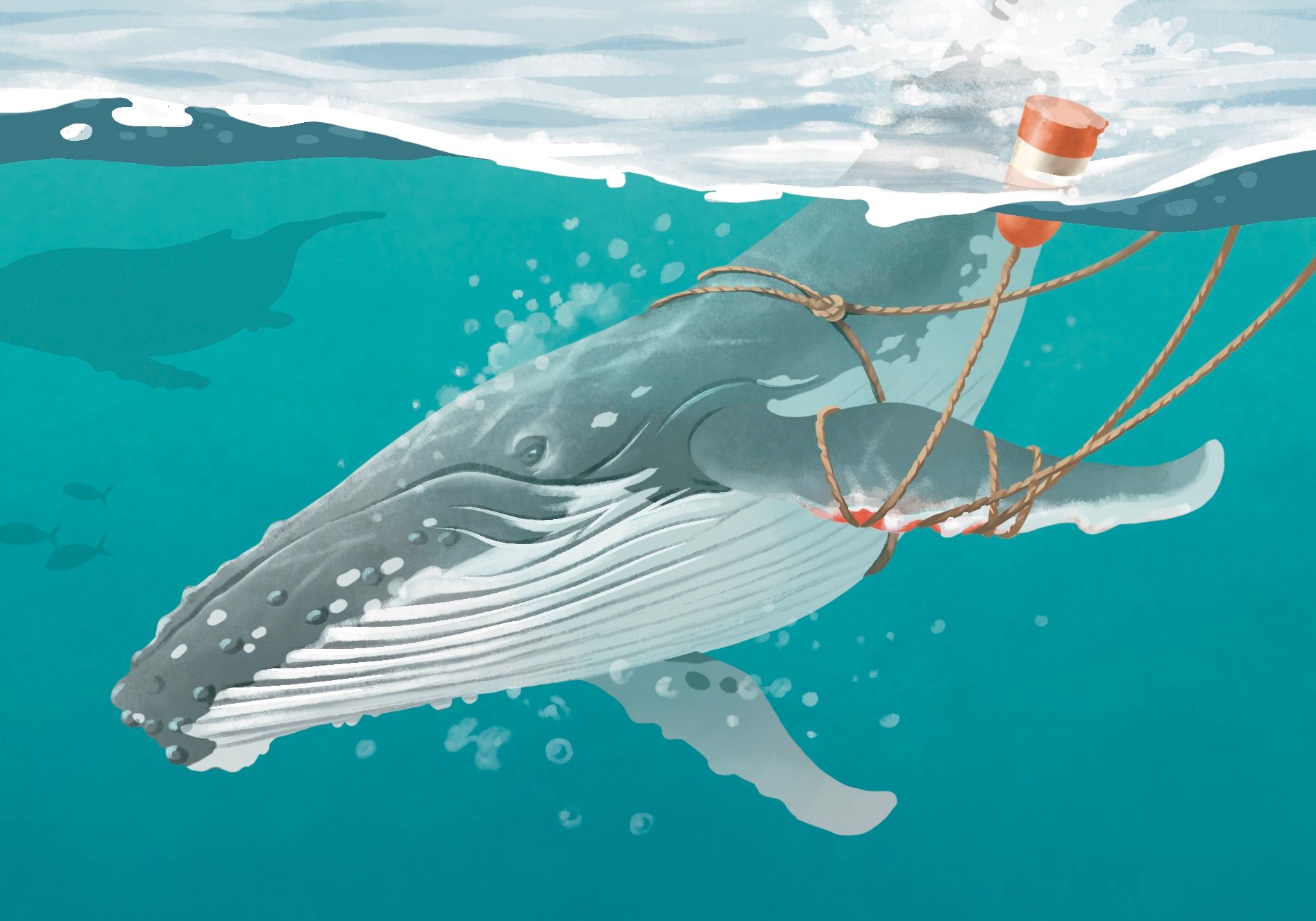 How the humpback whale made a massive comeback in the Salish Sea