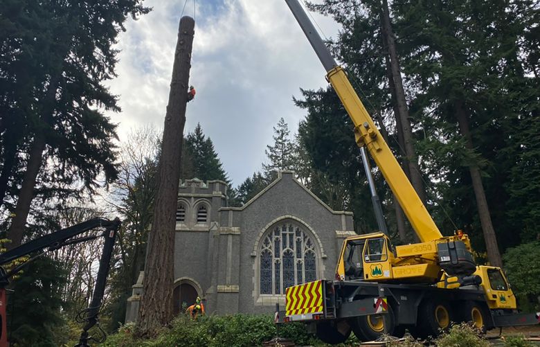 The City of Seattle this year passed a new ordinance about tree protection and removal requirements. Be sure to do your research prior to beginning a removal project. (Courtesy of Seattle Tree Care)