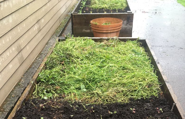 At harvest, crops can be dug in or used as mulch. Then, it
