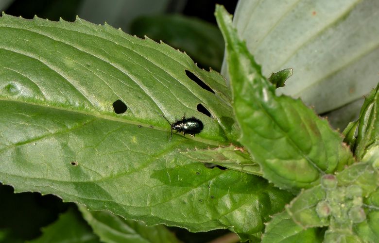 If you find garden pests lurking about, chances are, there