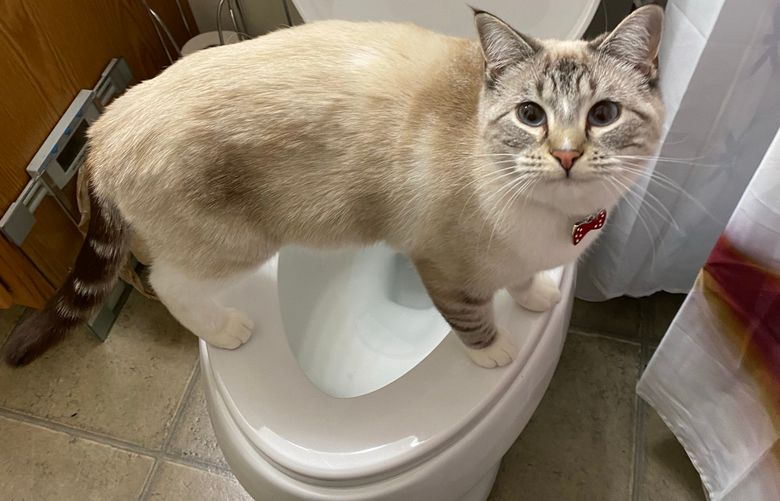 Cats are naturally drawn to sources of water. To prevent falls, keep toilet lids closed when not in use. (Getty Images)
