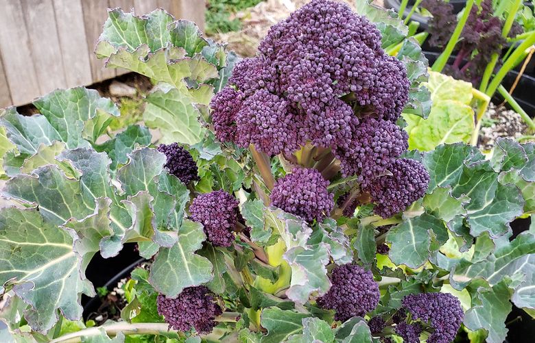 The colder months slow down the growth of certain vegetables, but don
